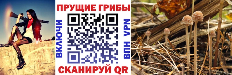 Галлюциногенные грибы мухоморы  купить наркотики цена  Оха 